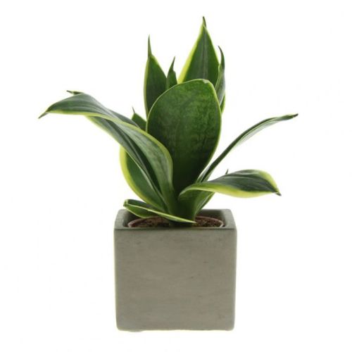 Plant in concrete pot - Image 2